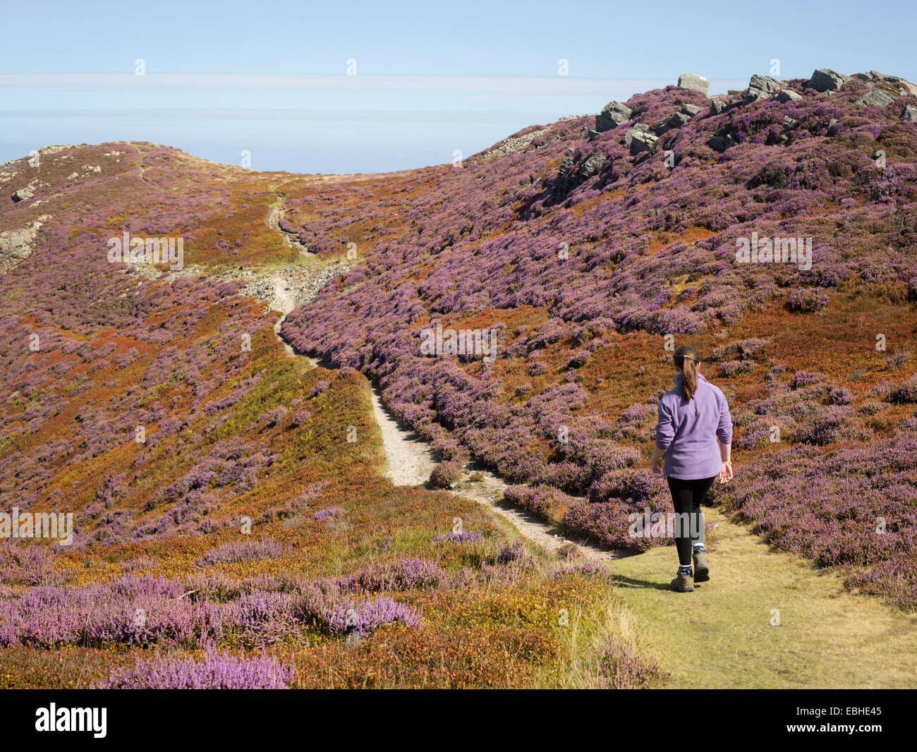Walker in heather landscape, Conwy Mountain, North Wales Stock Photo