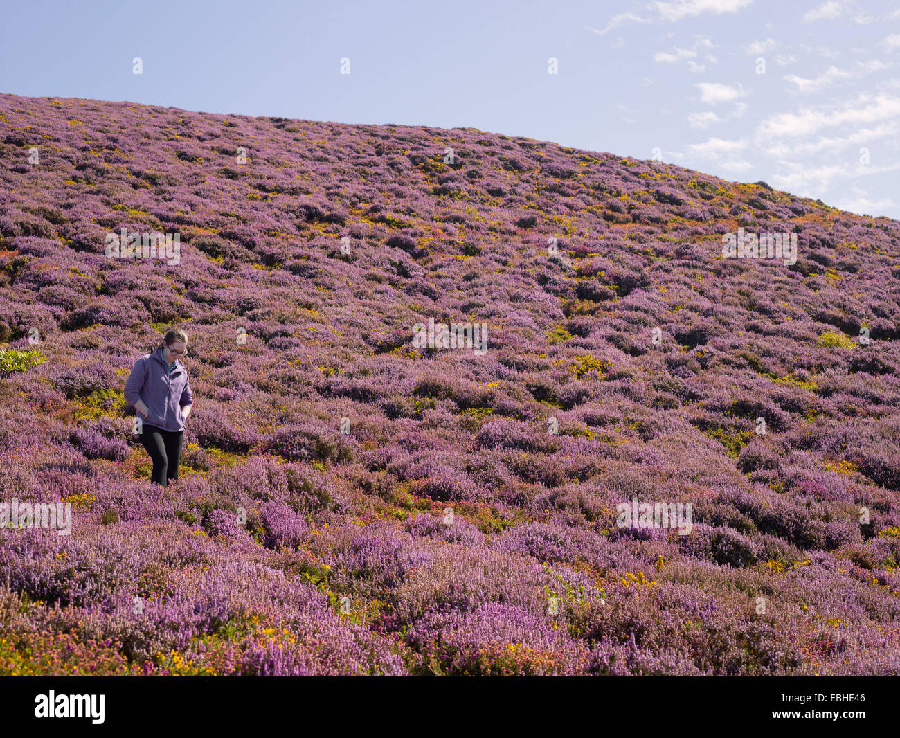 Walker in heather landscape, Conwy Mountain, North Wales Stock Photo