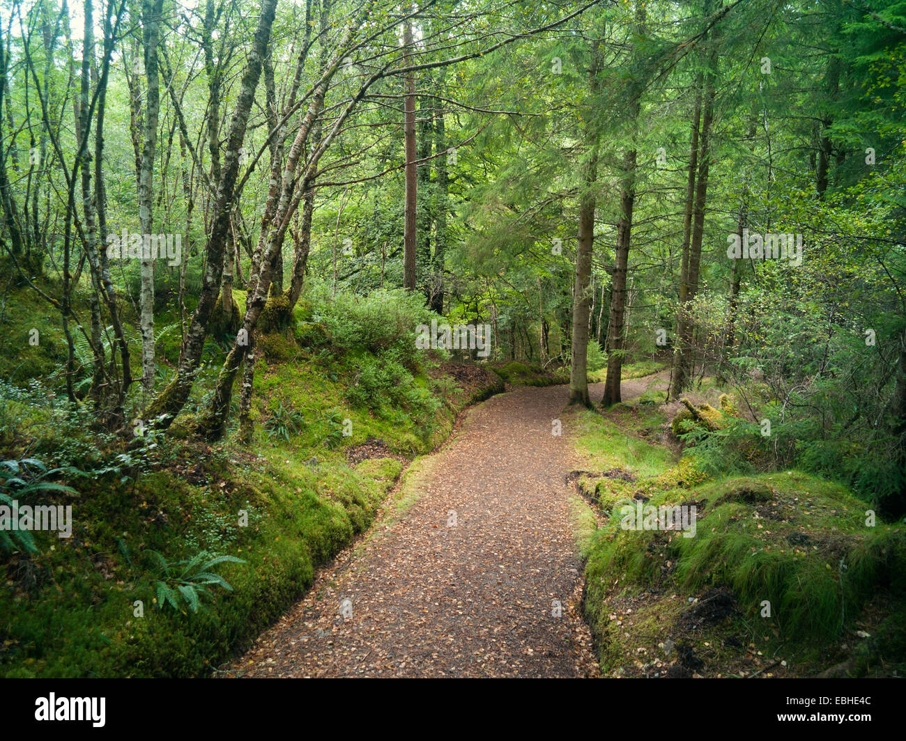 Path through trees, Highland, Scotland Stock Photo