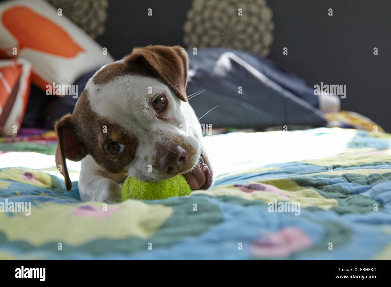 Dog ball bed ball hires stock photography and images Alamy