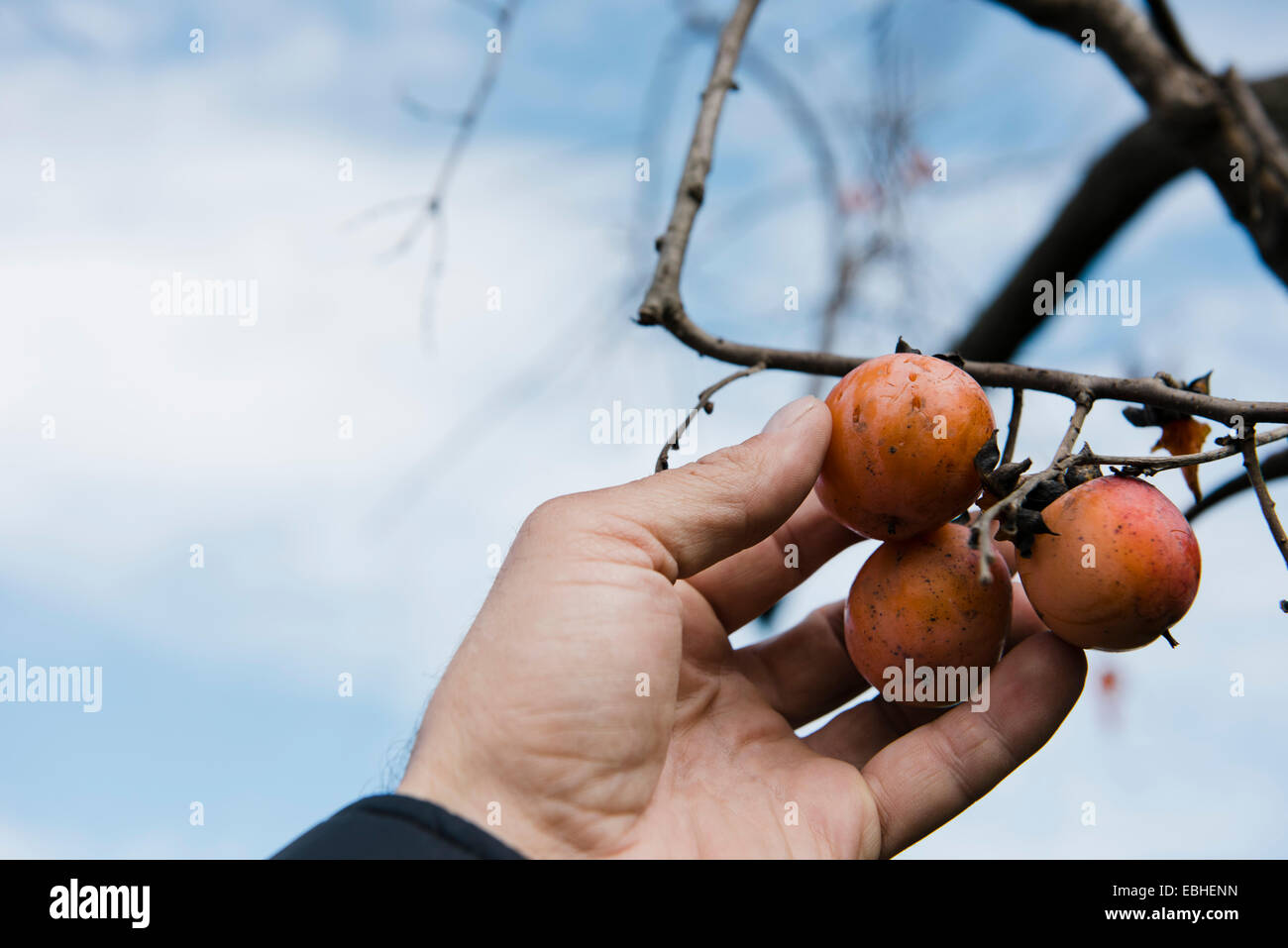 Farmers hand picking persimmon fruit, Missouri, USA Stock Photo