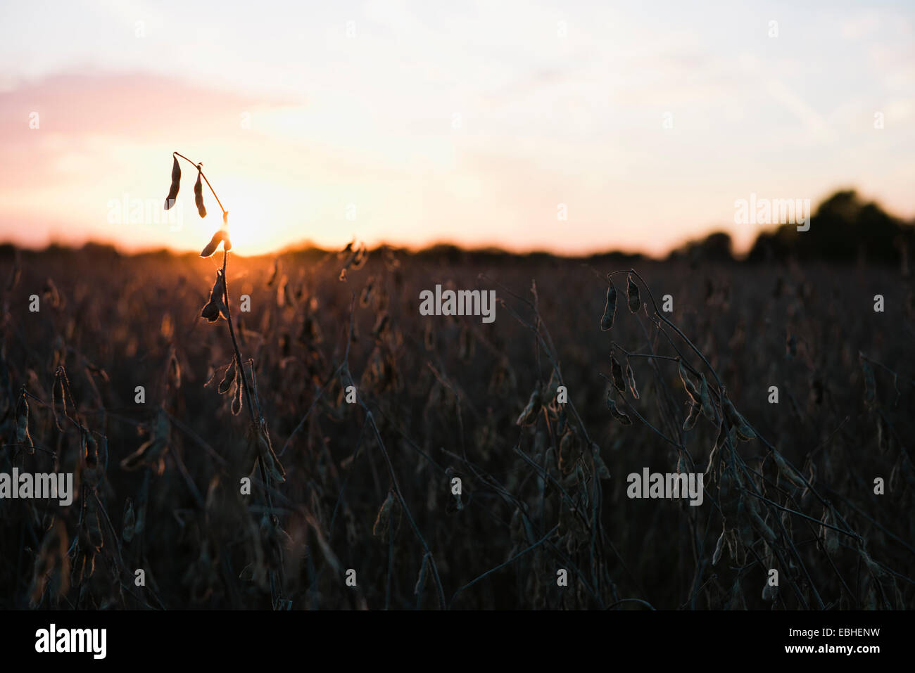 Silhouetted soy bean field at sunset, Missouri, USA Stock Photo