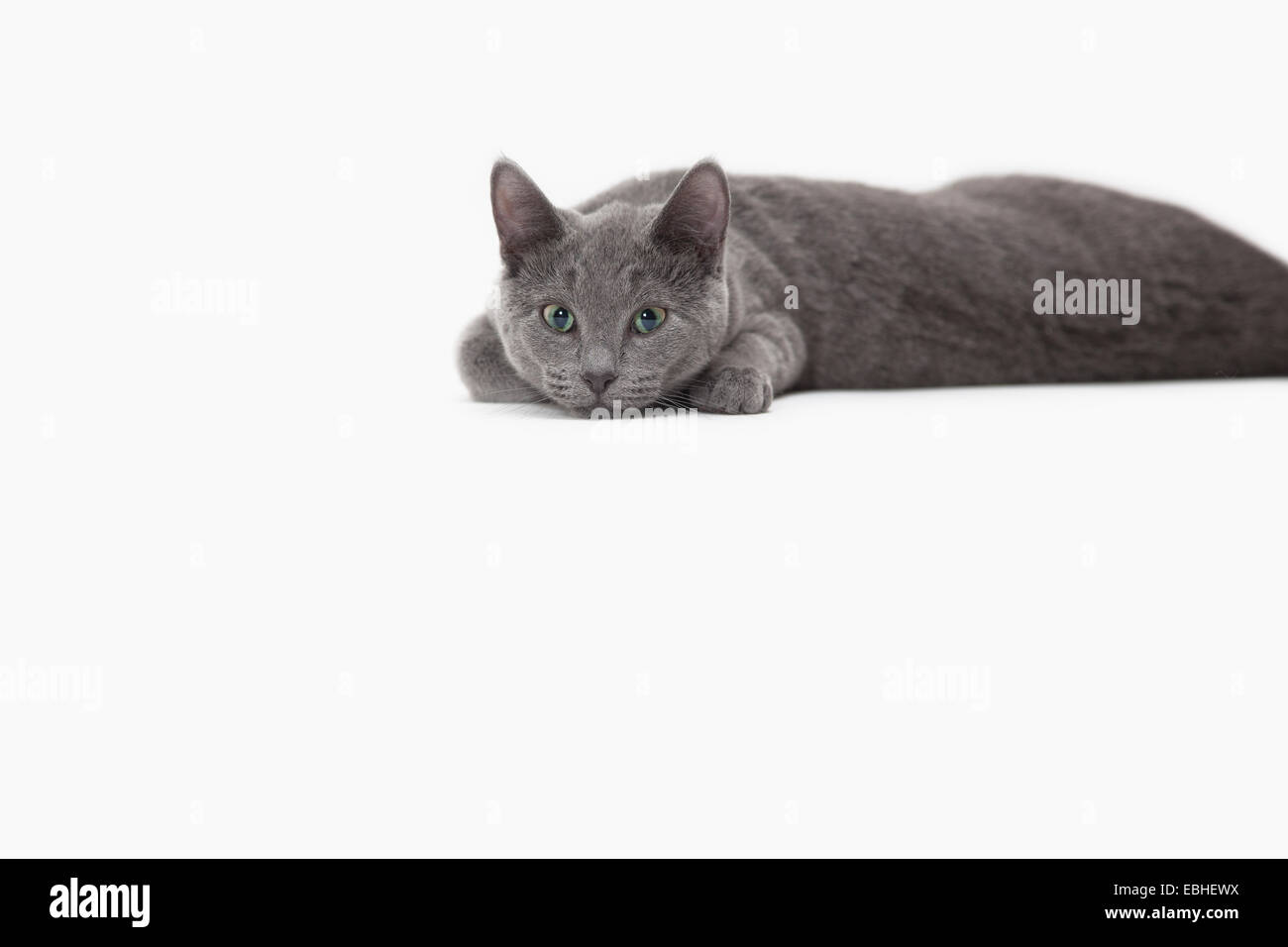 Russian Blue cat relaxing Stock Photo