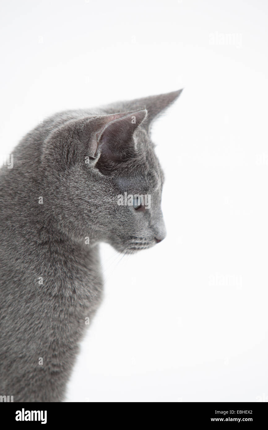 Side view of Russian Blue cat Stock Photo