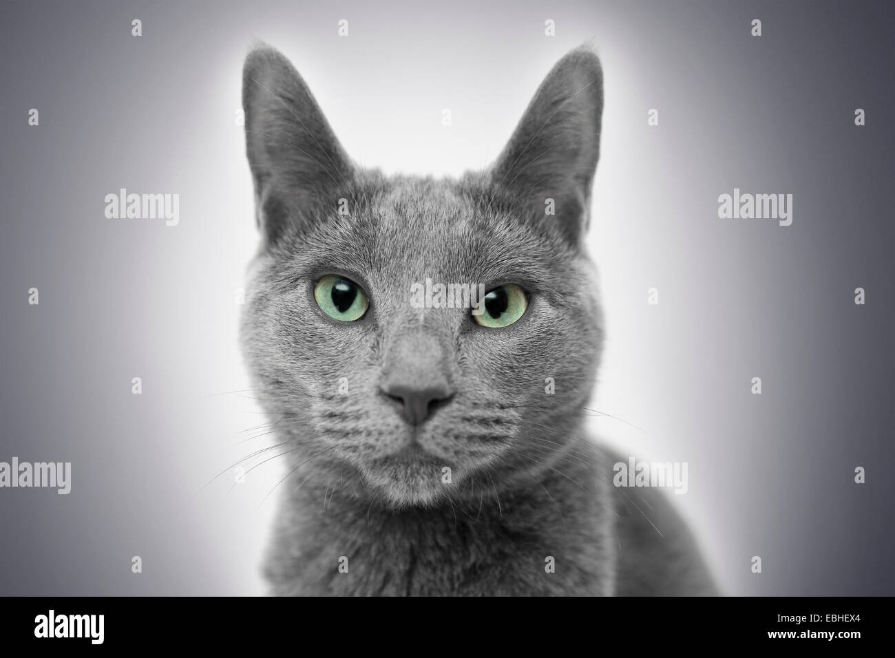 Portrait of Russian Blue cat Stock Photo