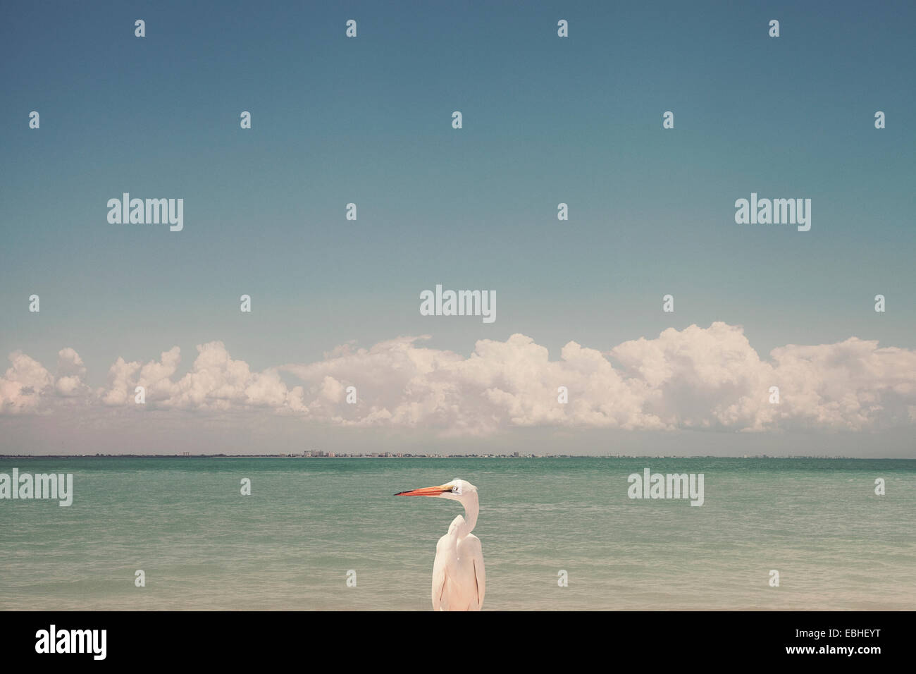 Single bird, Sanibel Island, Florida, USA Stock Photo