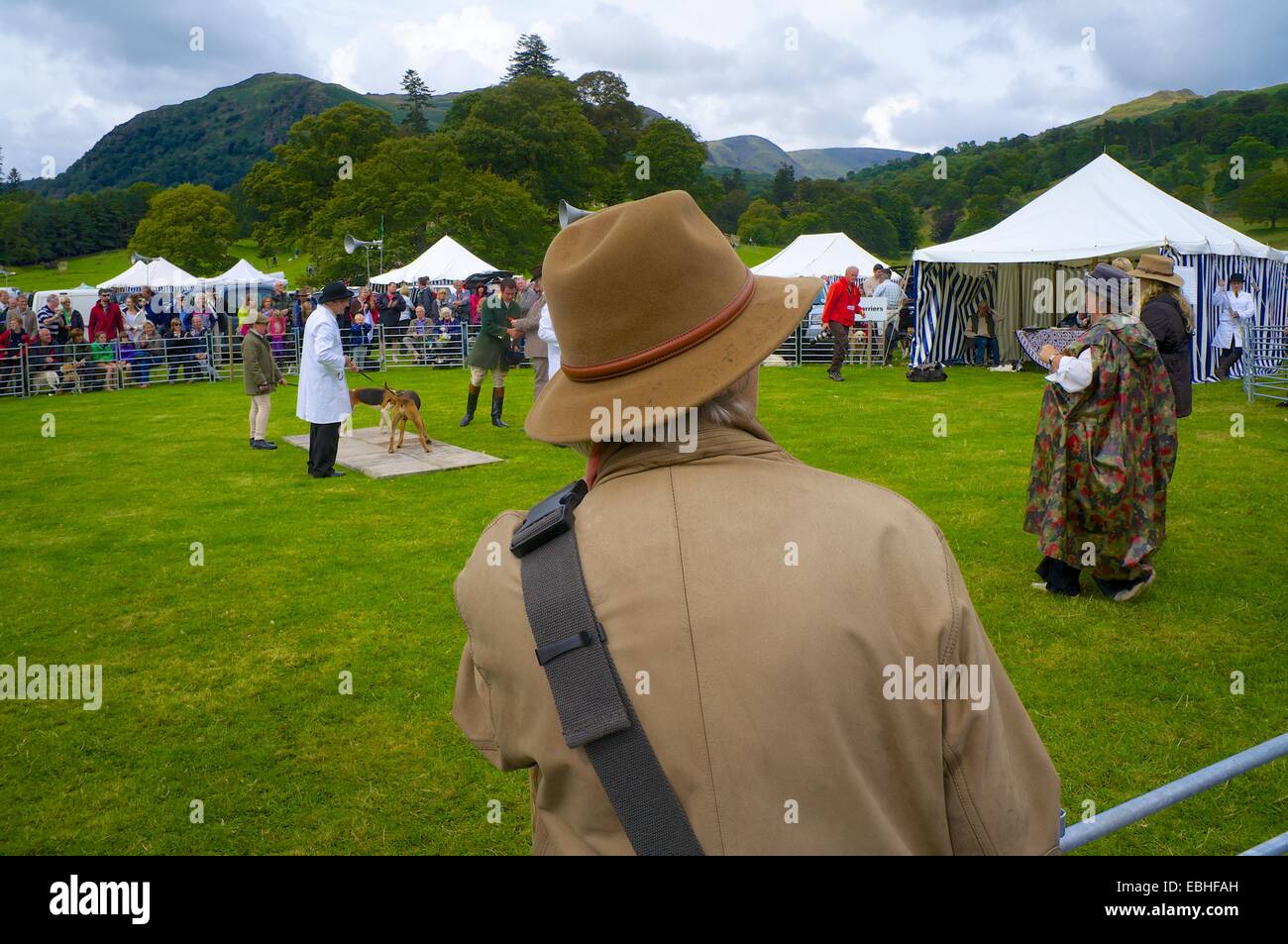 Spectator looking at hound judging. Rydal Show, Rydal Hall Ambleside The Lake District Cumbria England UK Stock Photo