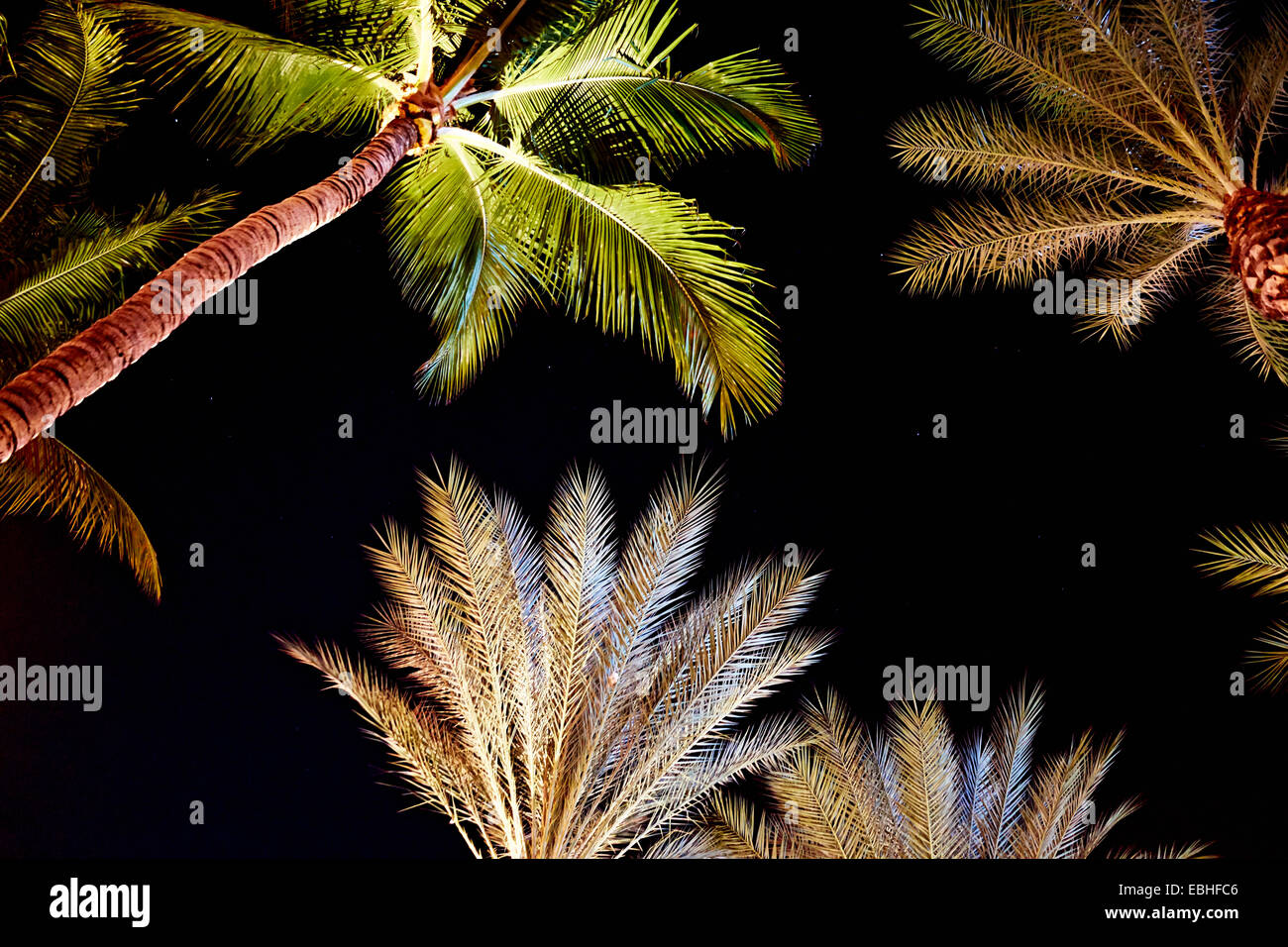 Low angle view of floodlit palm trees at night Stock Photo