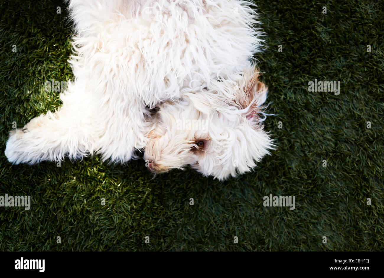 Onlayn porno videolar SMS holda