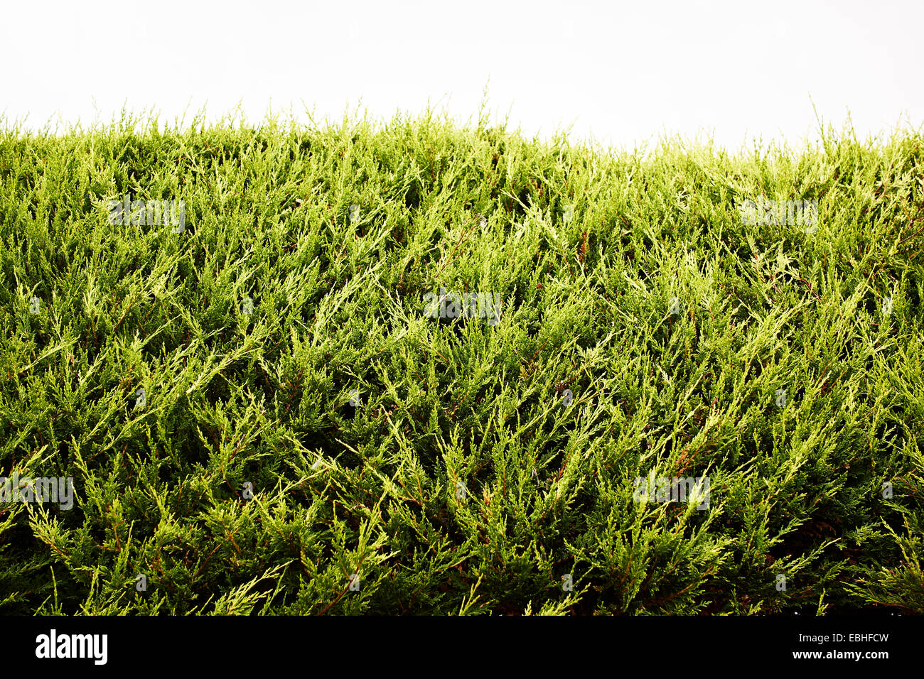 Close up of leylandii hedge Stock Photo