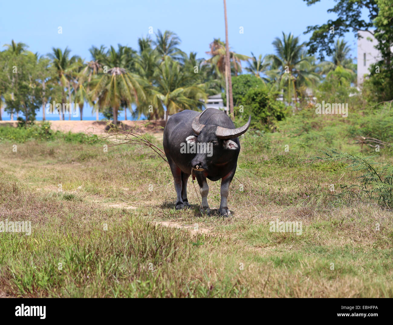 Black buffalo grazing in a field in Thailand on Koh Samui Stock Photo