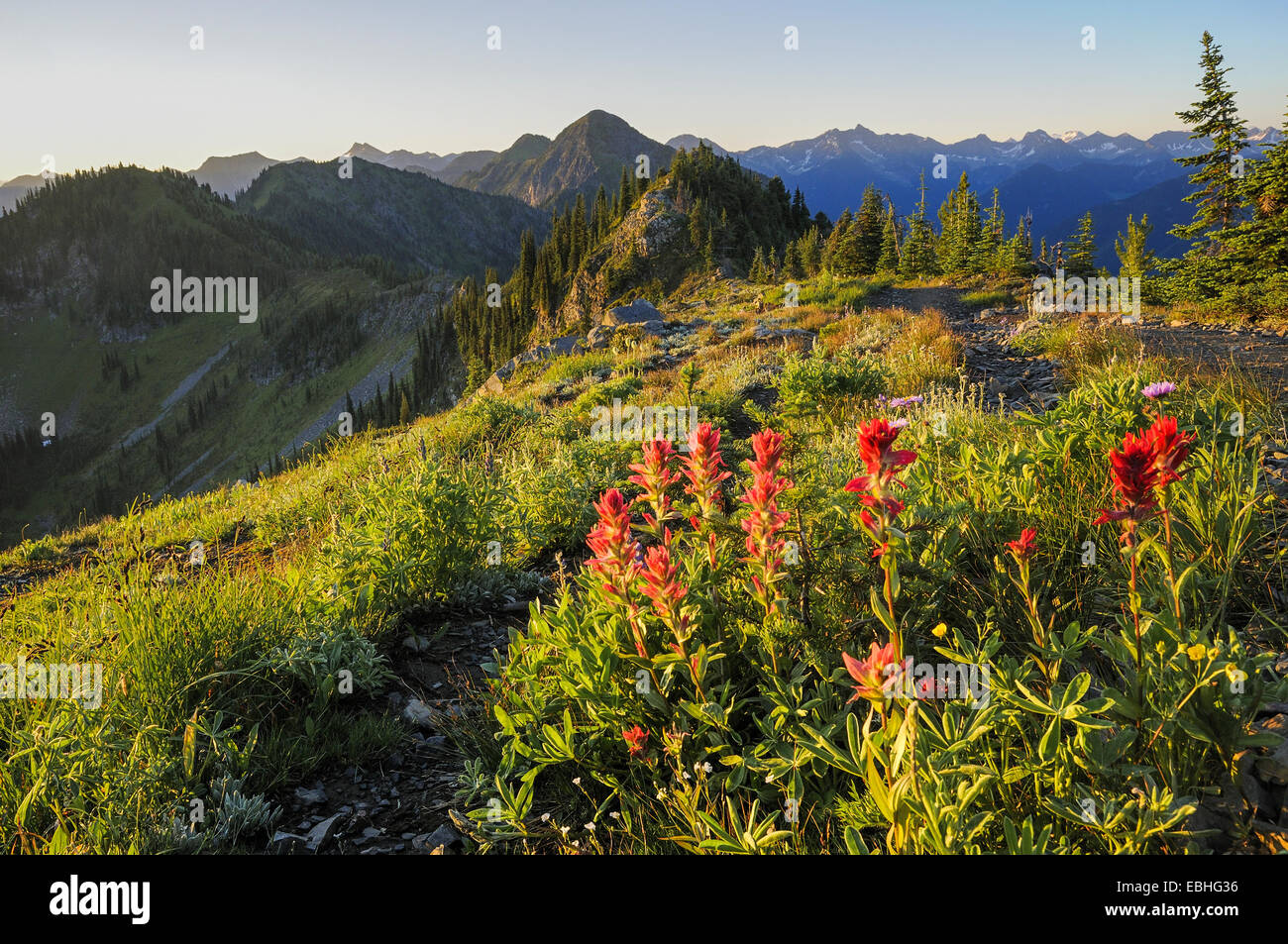 Idaho peak indian paintbrush flowers hires stock photography and