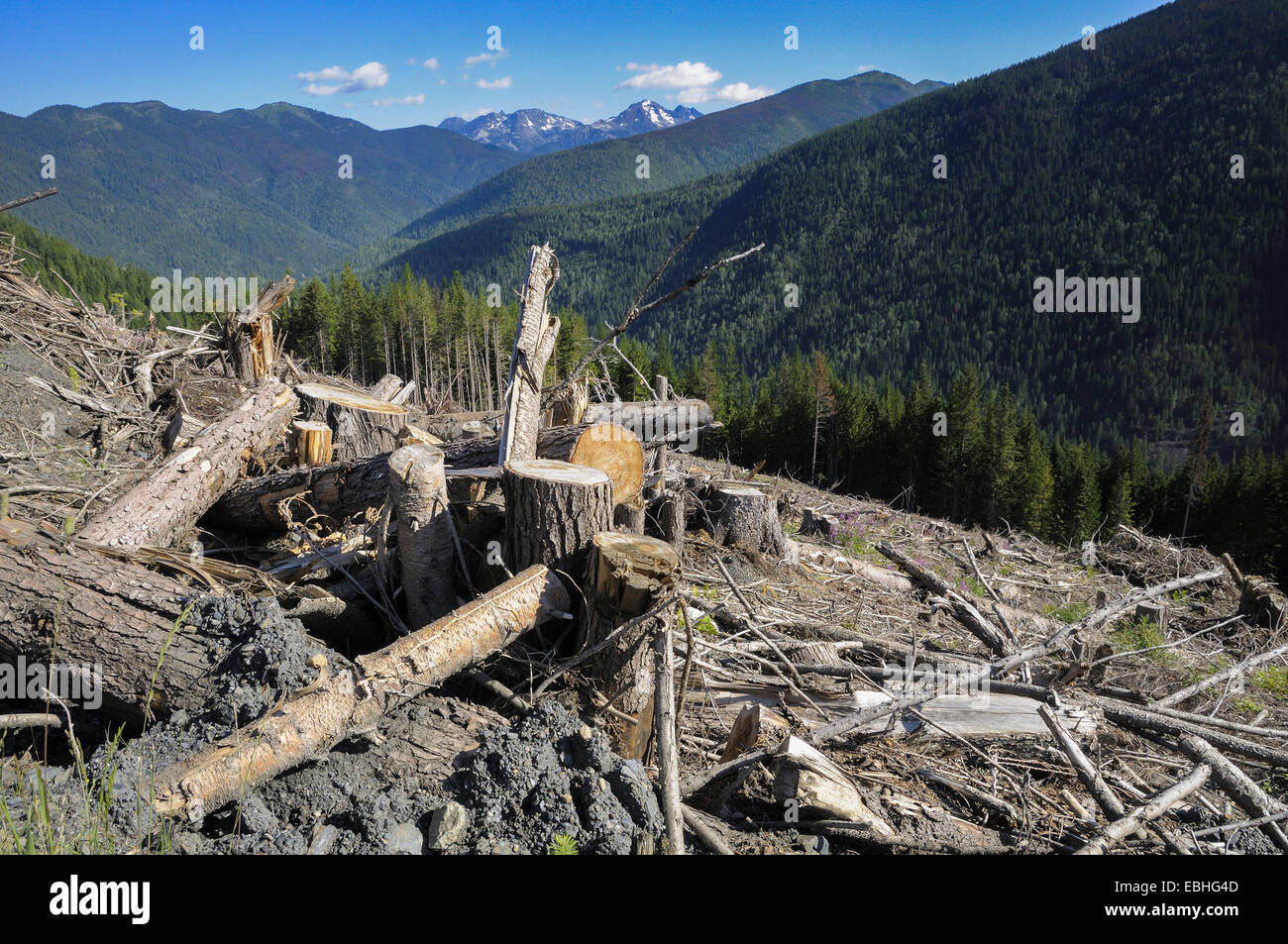 Logged hillside, clearcut, Idaho Peak, Selkirk Mountains, British