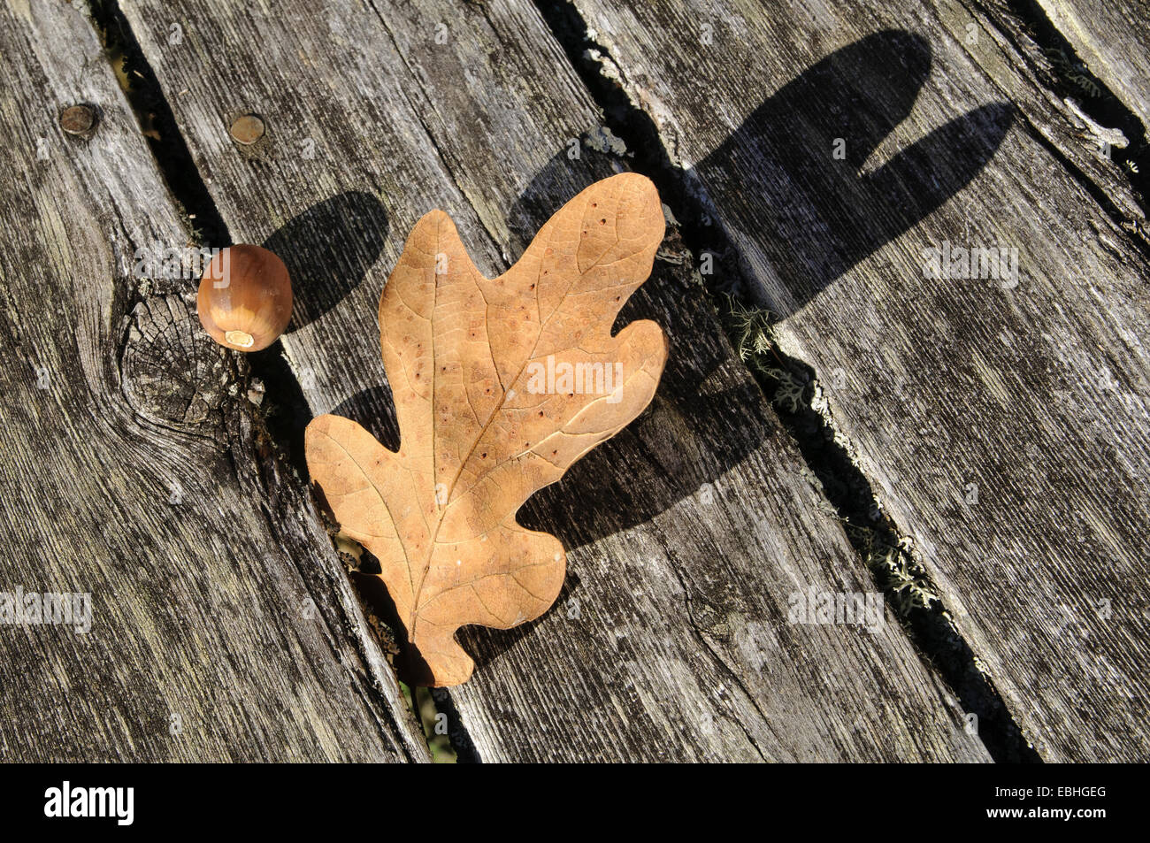 Garry oak leaf and acorn Stock Photo