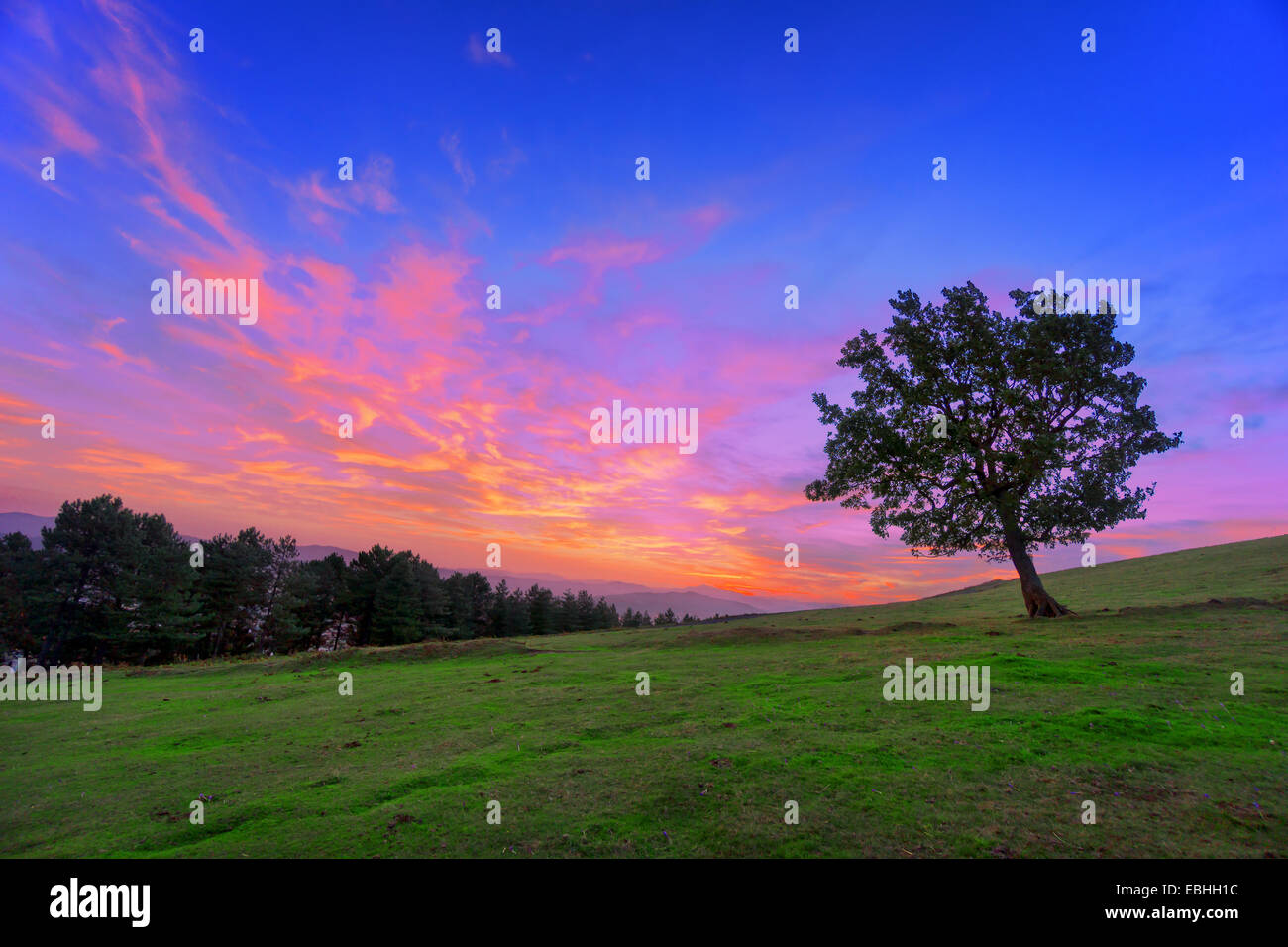 lonely tree silhouette at the dawn Stock Photo