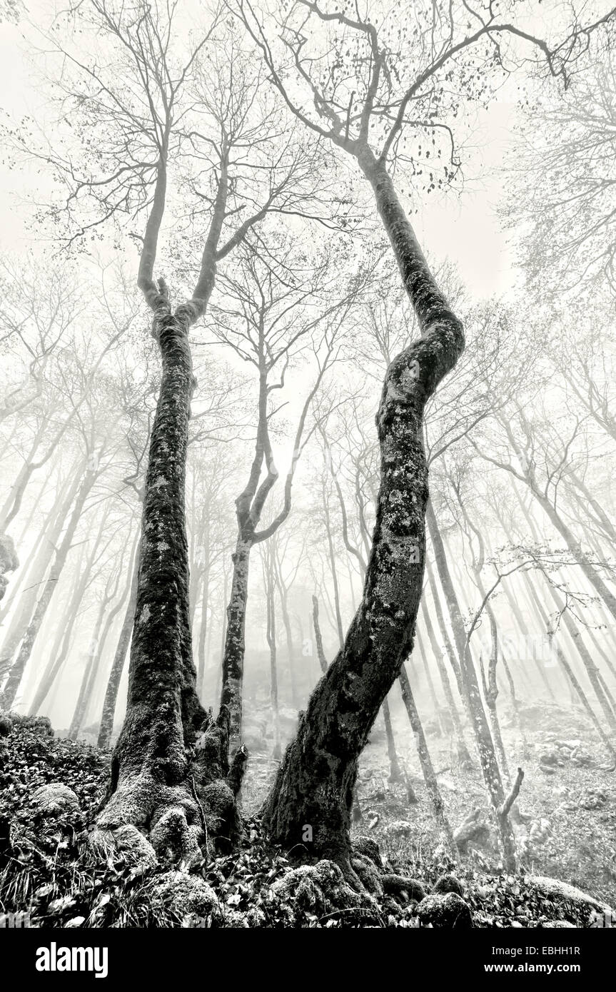 Dark creepy foggy forest hi-res stock photography and images - Alamy