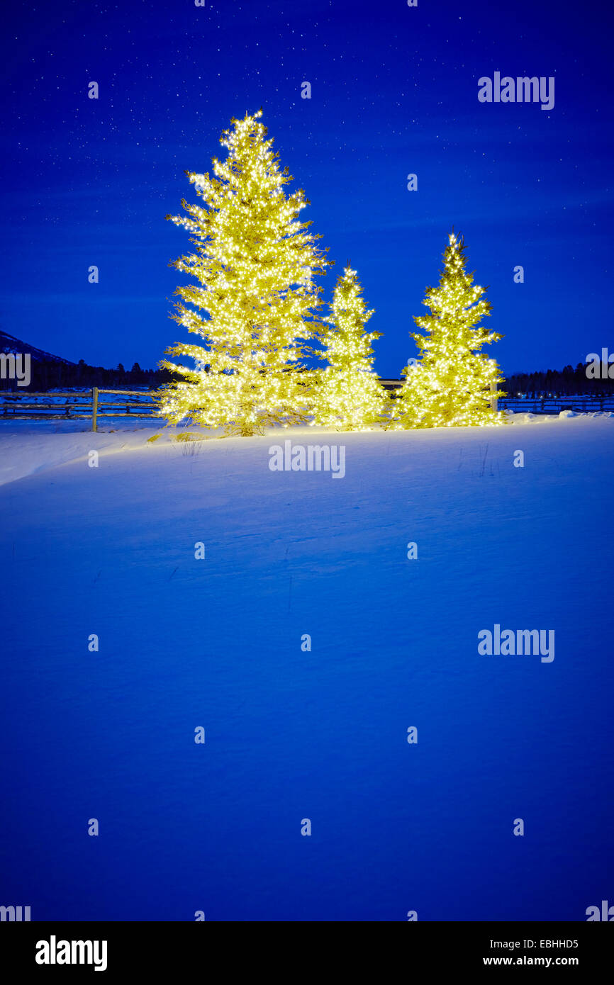 Row of three fir trees with christmas lights in snow covered landscape at night Stock Photo