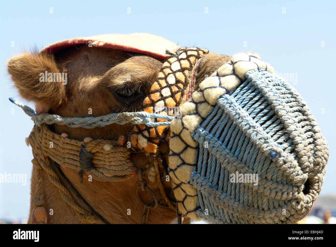 Hump animal hi-res stock photography and images - Alamy
