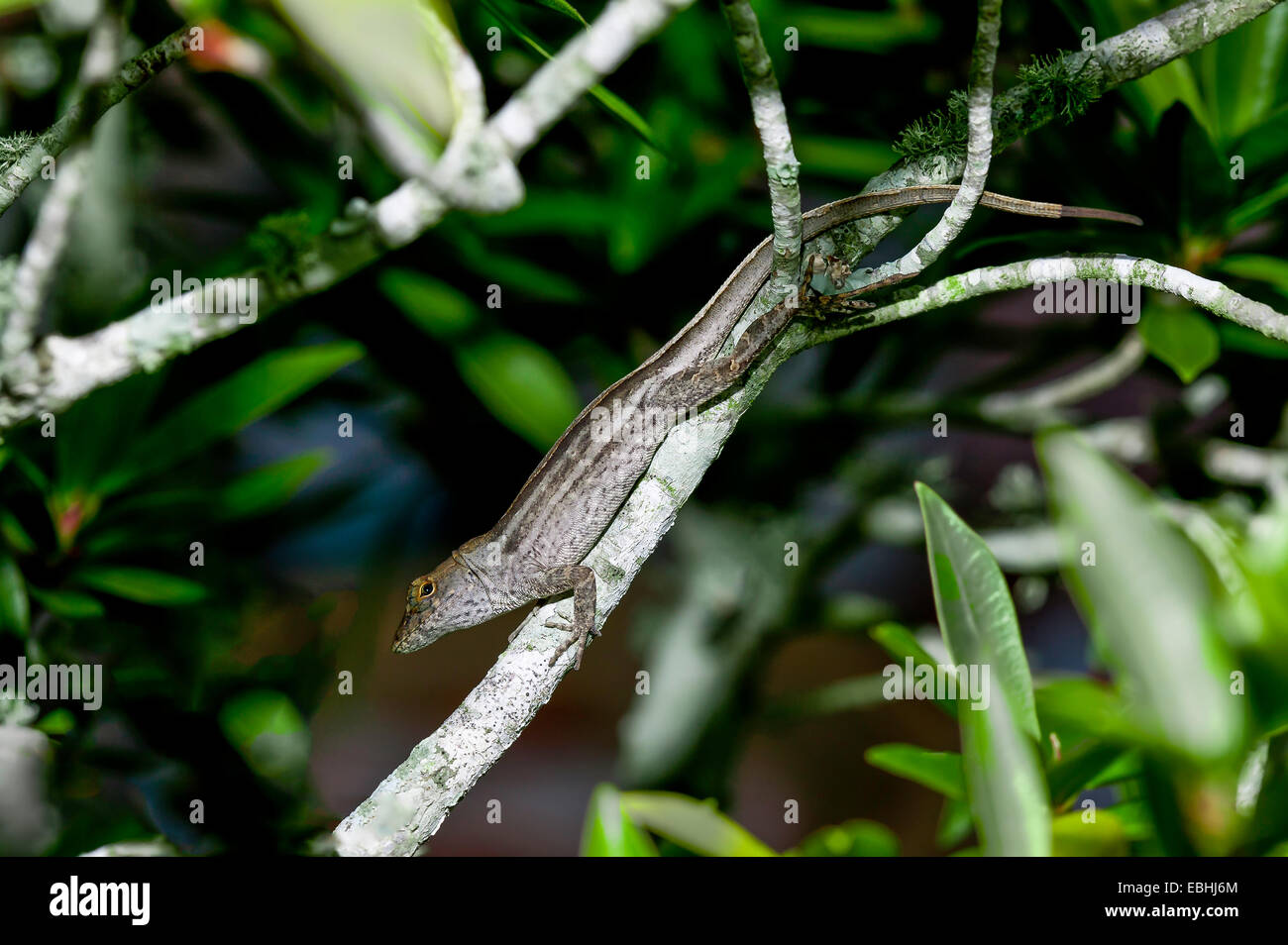 Brown Anole Lizard resting on tree branch showing full length body and regenerated tail, Florida, USA. Stock Photo