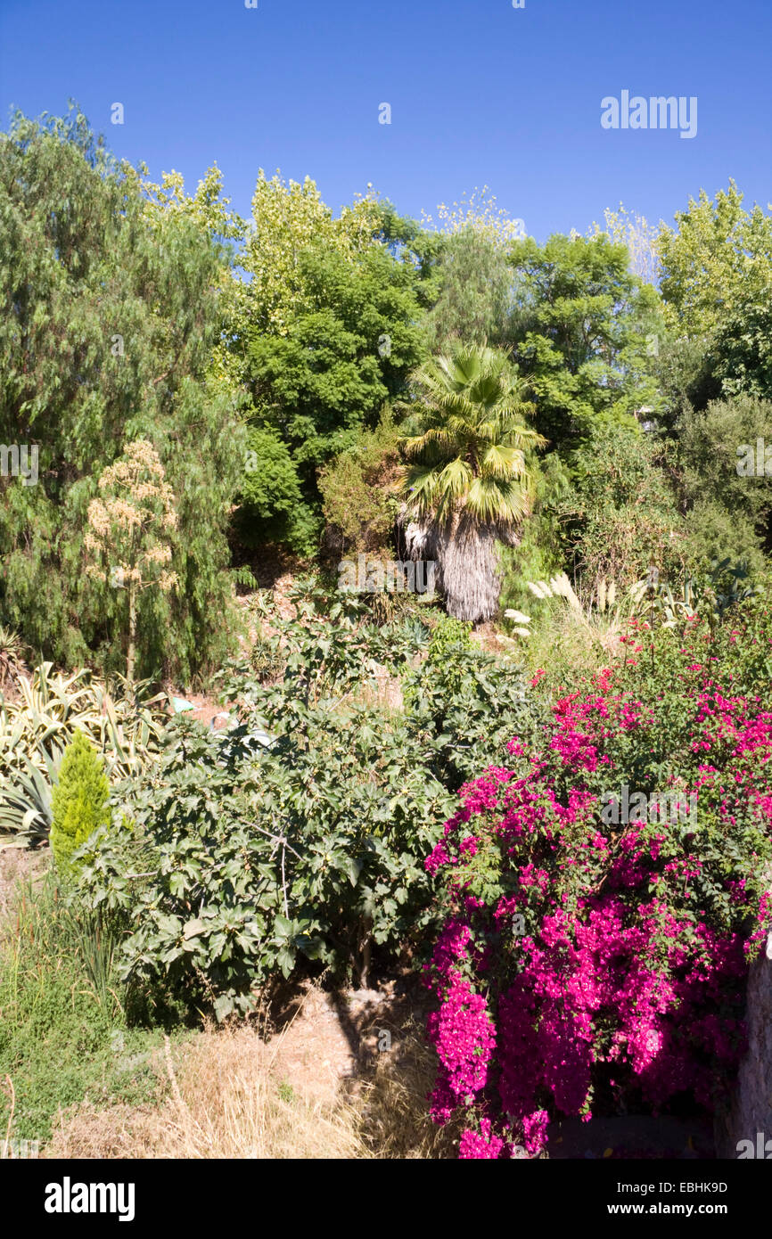 Garden at side of A Casa Velha, Rua 25 Abril, Conceicao de Tavira, Algarve, Portugal, September 2013 Stock Photo