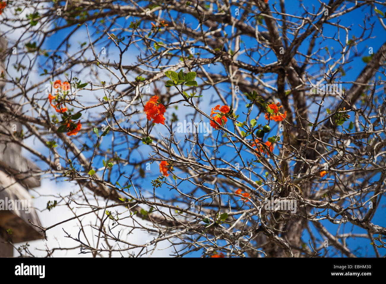 Cordia Dodecandra tree with red flowers in Mexico Stock Photo