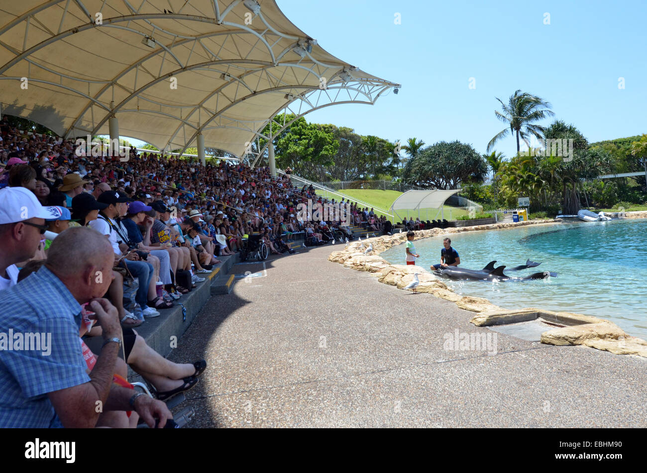 GOLD COAST, AUS - NOV 06 2014:Dolphin show in Sea World Gold Coast  Australia.It's sea animals theme park that promote conservation education,  rescue and rehabilitation sick, injured or orphaned wildlife Stock Photo -
