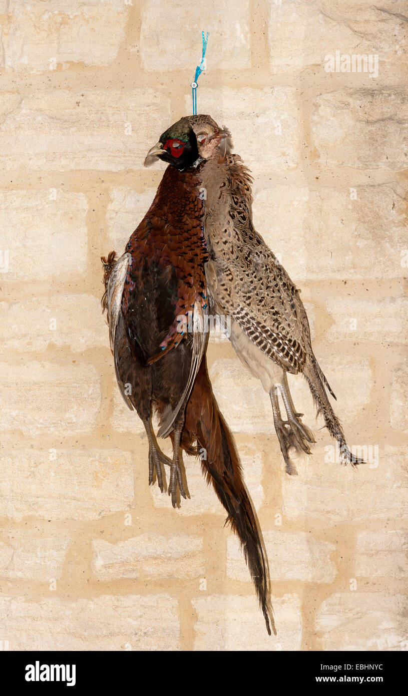 Brace of Pheasant hanging on a Cotswold stone wall awaiting the plucking of feathers process Stock Photo