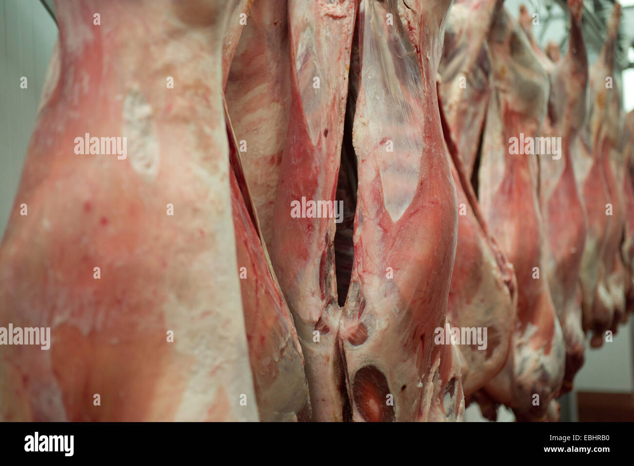 Pork pig carcasses hanging on meat hooks in a factory Stock Photo - Alamy
