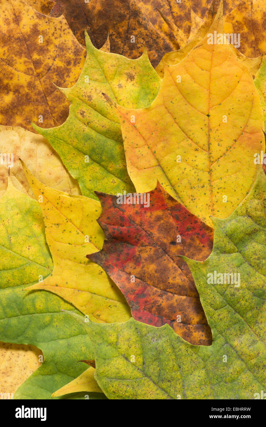 rich bright brilliant changing colors of autumn the fall seen in maple