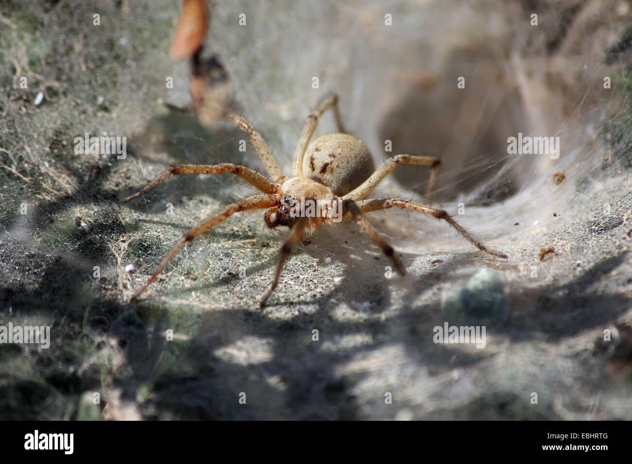 A female funnel web weaver (Agelena orientalis) outside its nest. Funnel weaving spiders are part of the family Agelenidae. Stock Photo