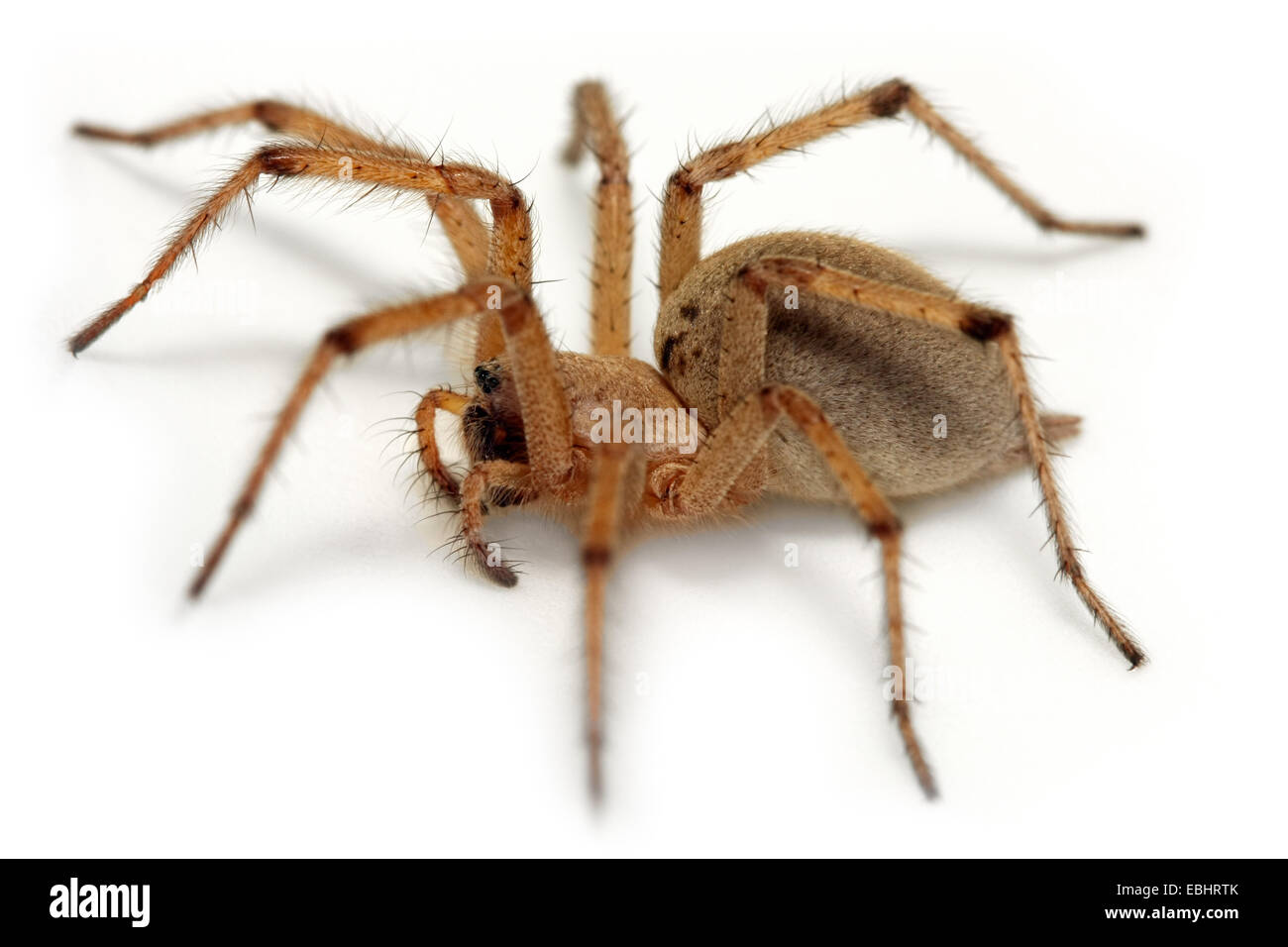 A female funnel web weaver (Agelena orientalis) on white background. Funnel weaving spiders are part of the family Agelenidae. Stock Photo