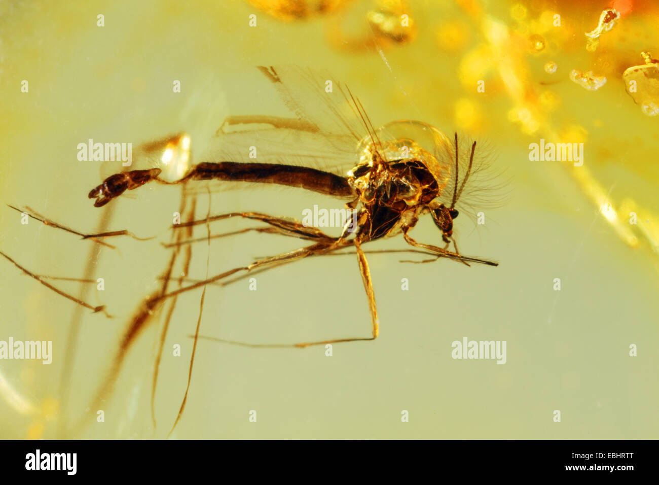 Close-up of a small insect caught in amber. From around the Baltic sea. Stock Photo
