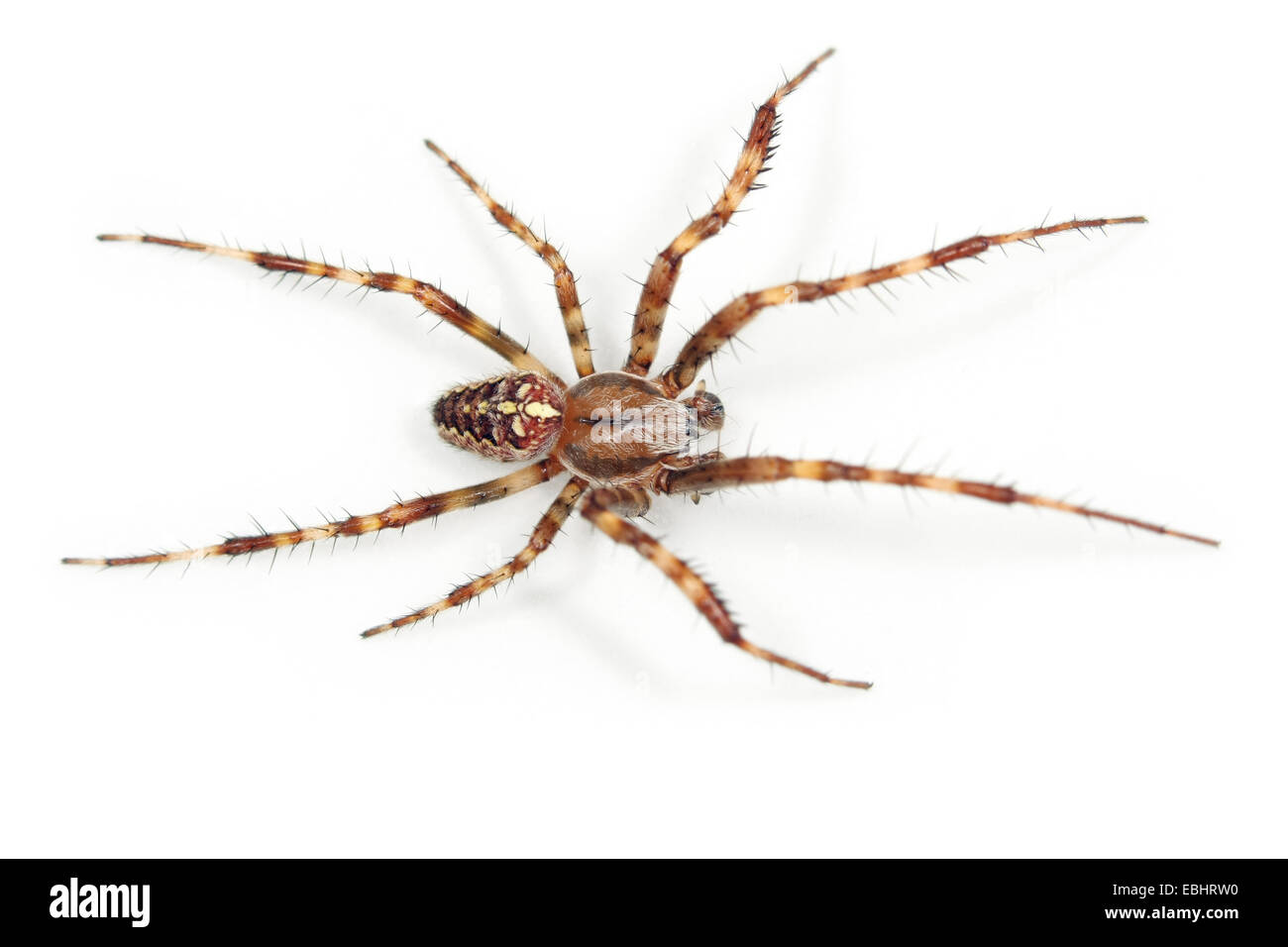 A Cross spider, or Garden Spider (Araneus quadratus) on white background. Cross spiders are part of the family Araneidae - Orbweavers. Stock Photo