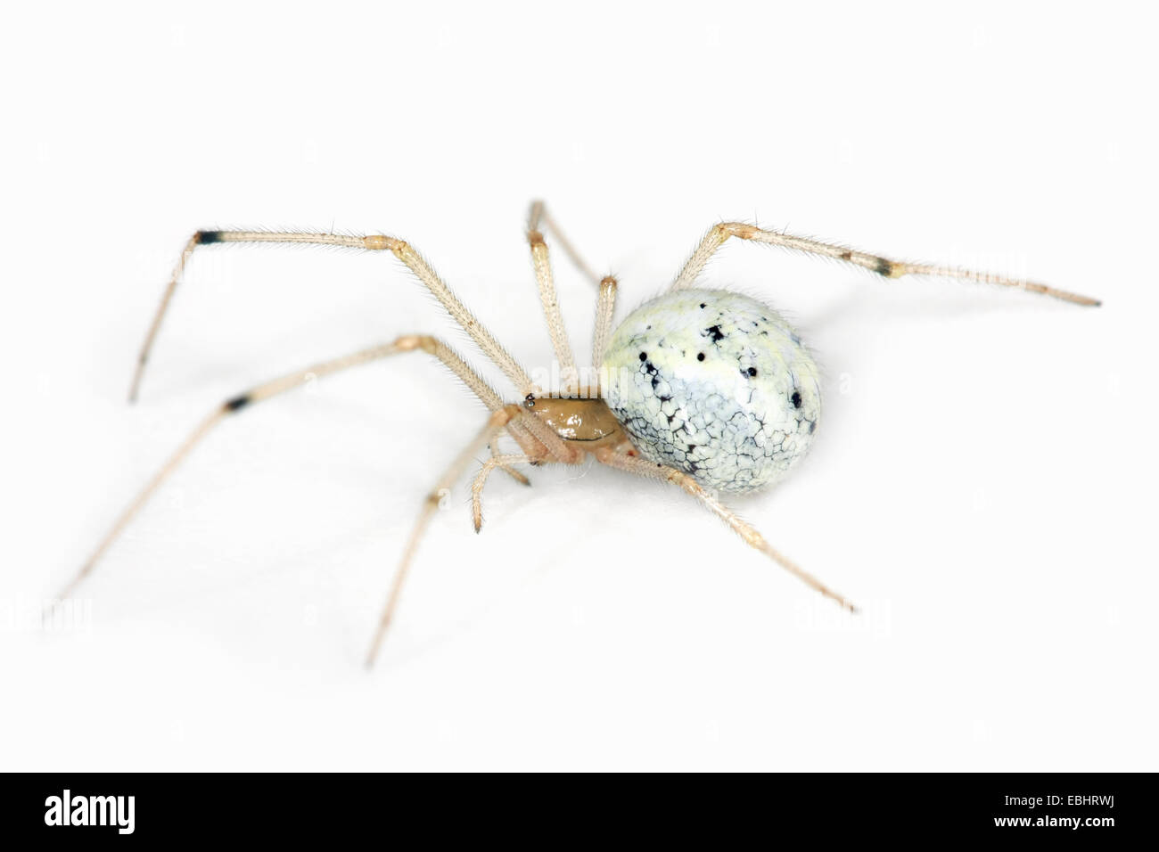 A female Candystripe (or Polymorphic) spider (Enoplognatha ovata) on a white background, part of the family Theridiidae - Cobweb weavers. Stock Photo