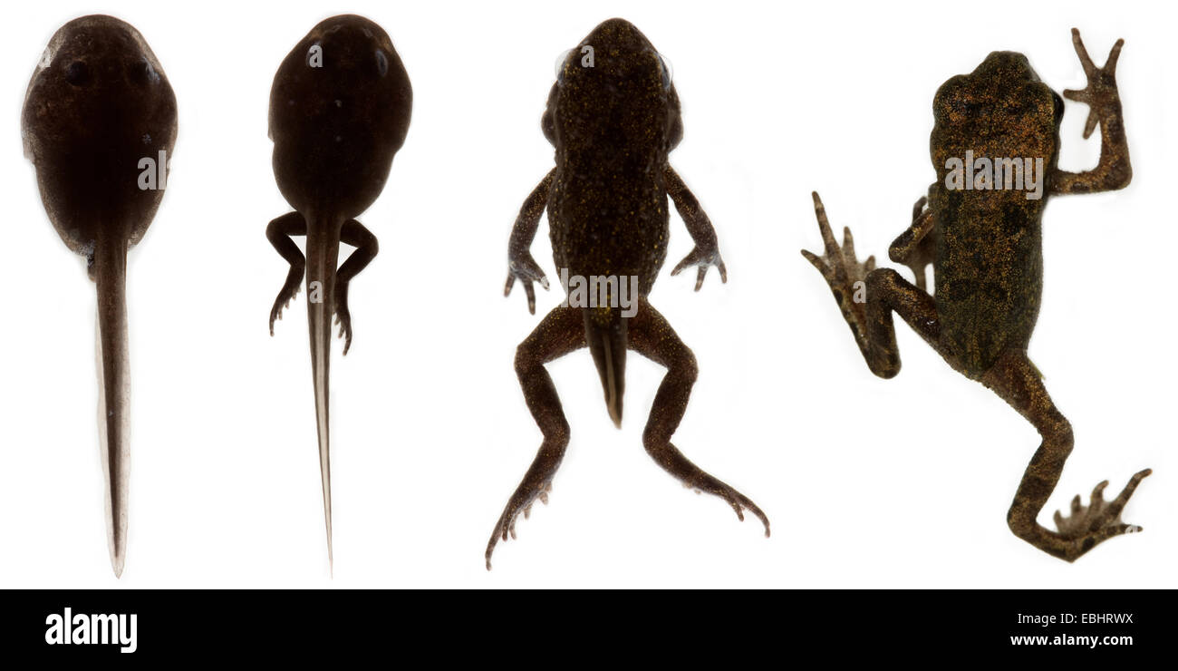 Four images showing the transformation from a tadpole to a frog, on white background. Stock Photo