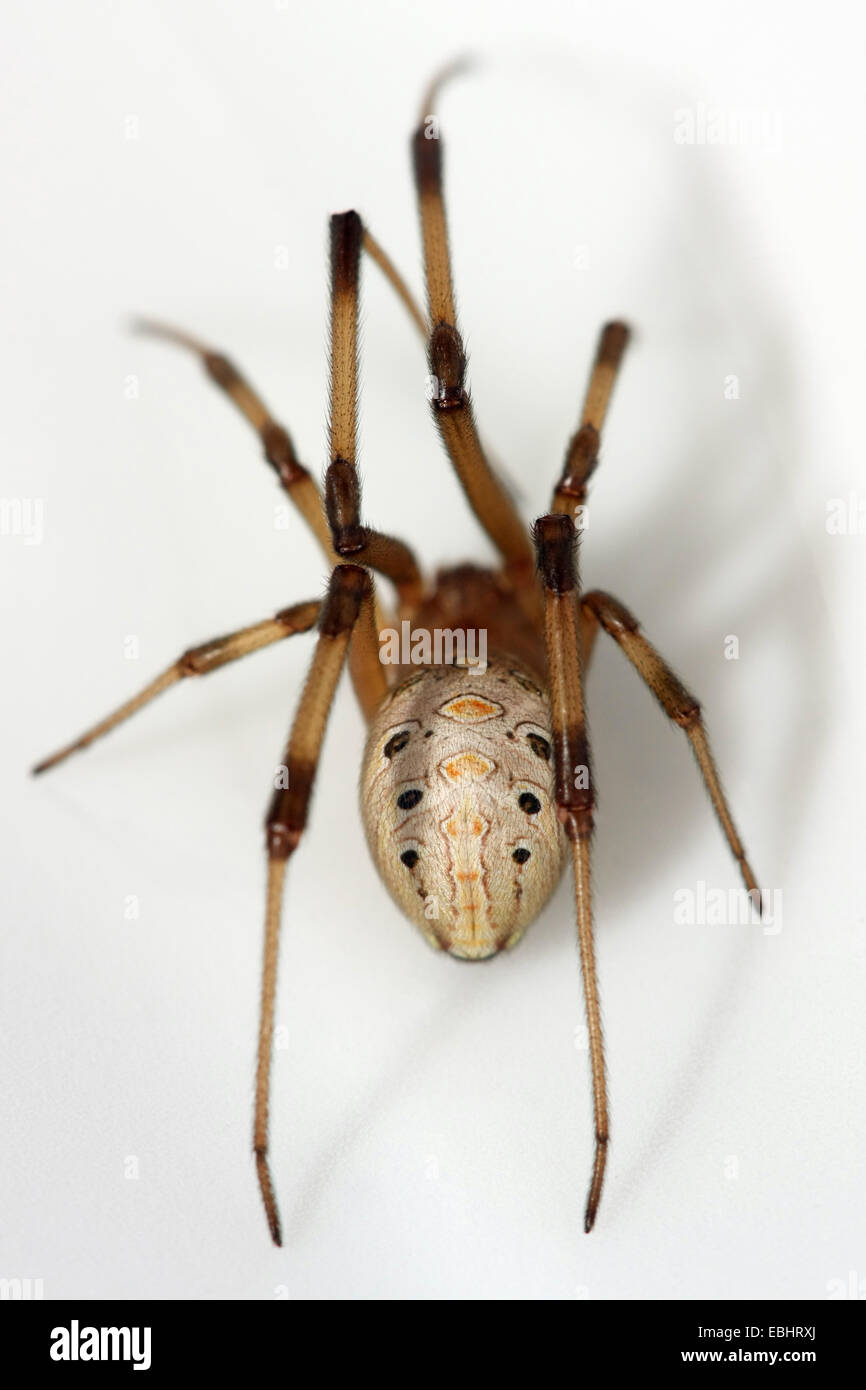The Brown widow (Latrodectus geometricus) is closely related to the Black widow, and has a very potent neurotoxic venom. Stock Photo
