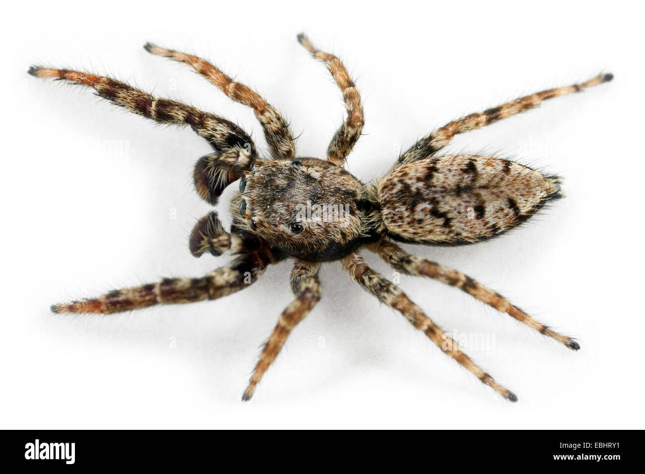 A male Fencepost Jumper, Marpissa muscosa, spider on a white background. Part of the family Salticidae - Jumping spiders. Stock Photo