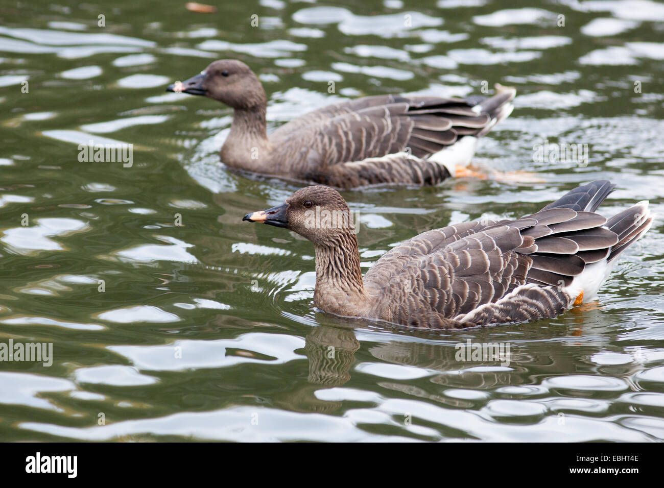 Anser fabalis, Bean Goose. Russia, The Moscow Zoo Stock Photo Alamy