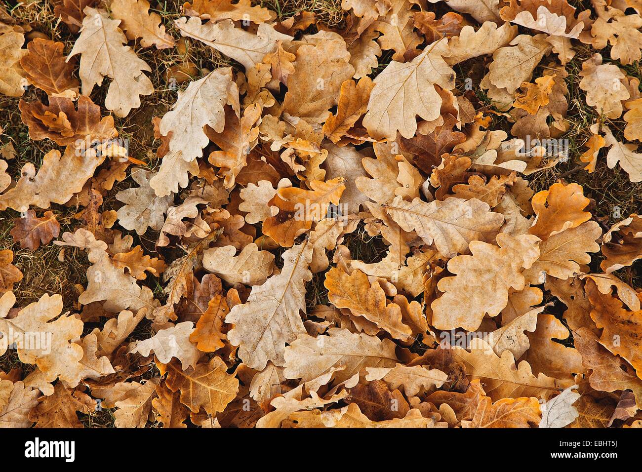 An Autumn oak leaves background Stock Photo