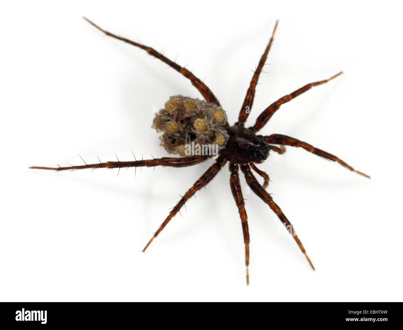 A female Common Wolf-Spider (Pardosa pullata), carrying its spiiderlings on its back, part of the family Lycosidae - Wolf spiders. Stock Photo