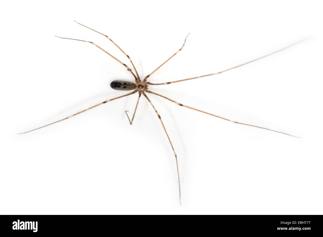 Female Cellar spider (Pholcus phalangioides), on a white background, part of the famile Pholcidae, Cellar or Daddylongleg spiders. Stock Photo