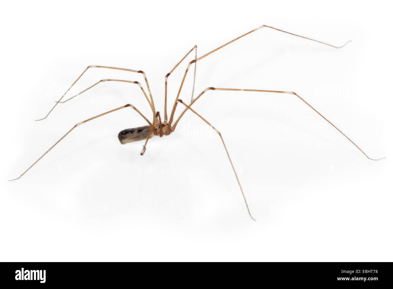 Female Cellar spider (Pholcus phalangioides), on a white background, part of the famile Pholcidae, Cellar or Daddylongleg spiders. Stock Photo
