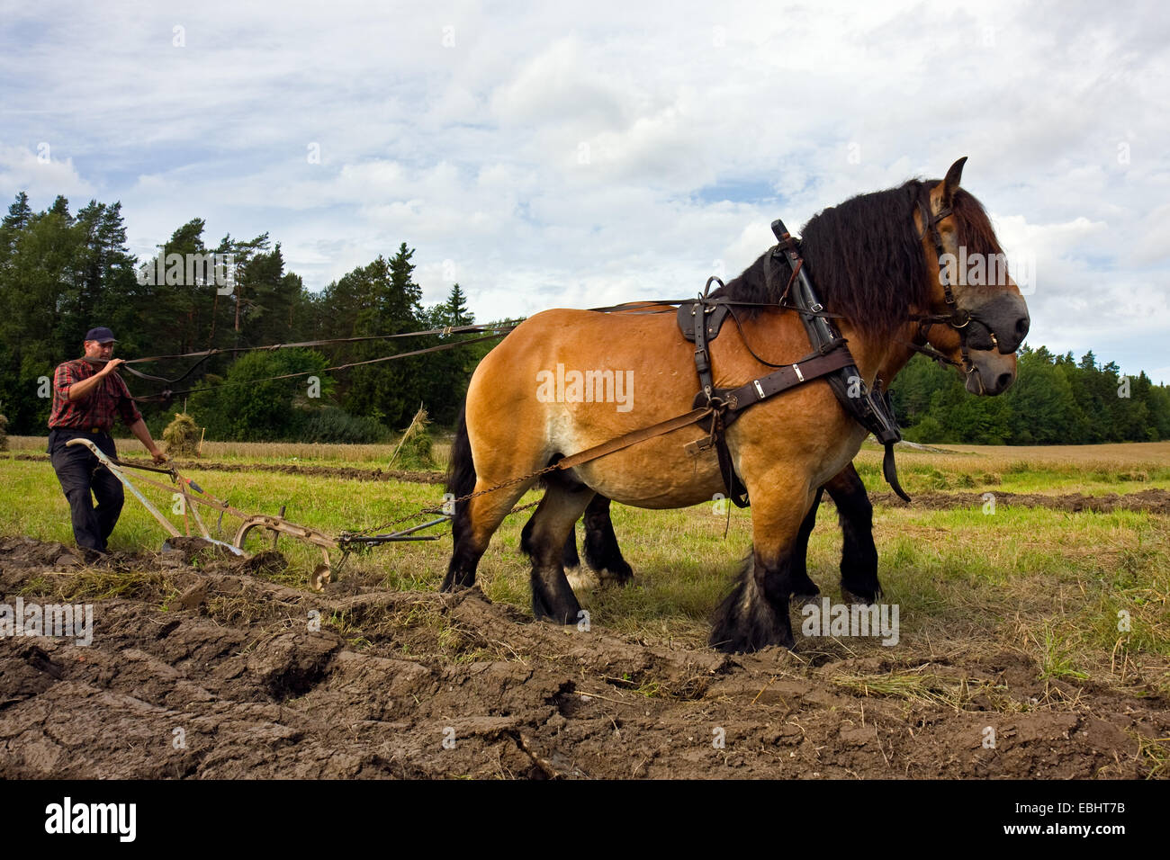 Ploughing a field in the old fashioned way in Sweden, using horses strapped to a plough. Stock Photo