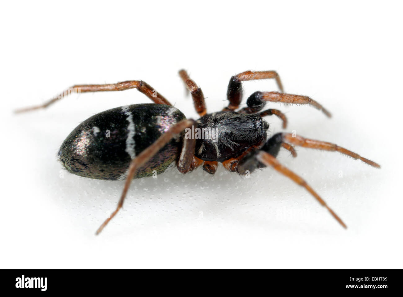 A female Ground spider (Micaria pulicaria), head-on view on white background. Ground spiders are part of the family Gnaphosidae. Stock Photo