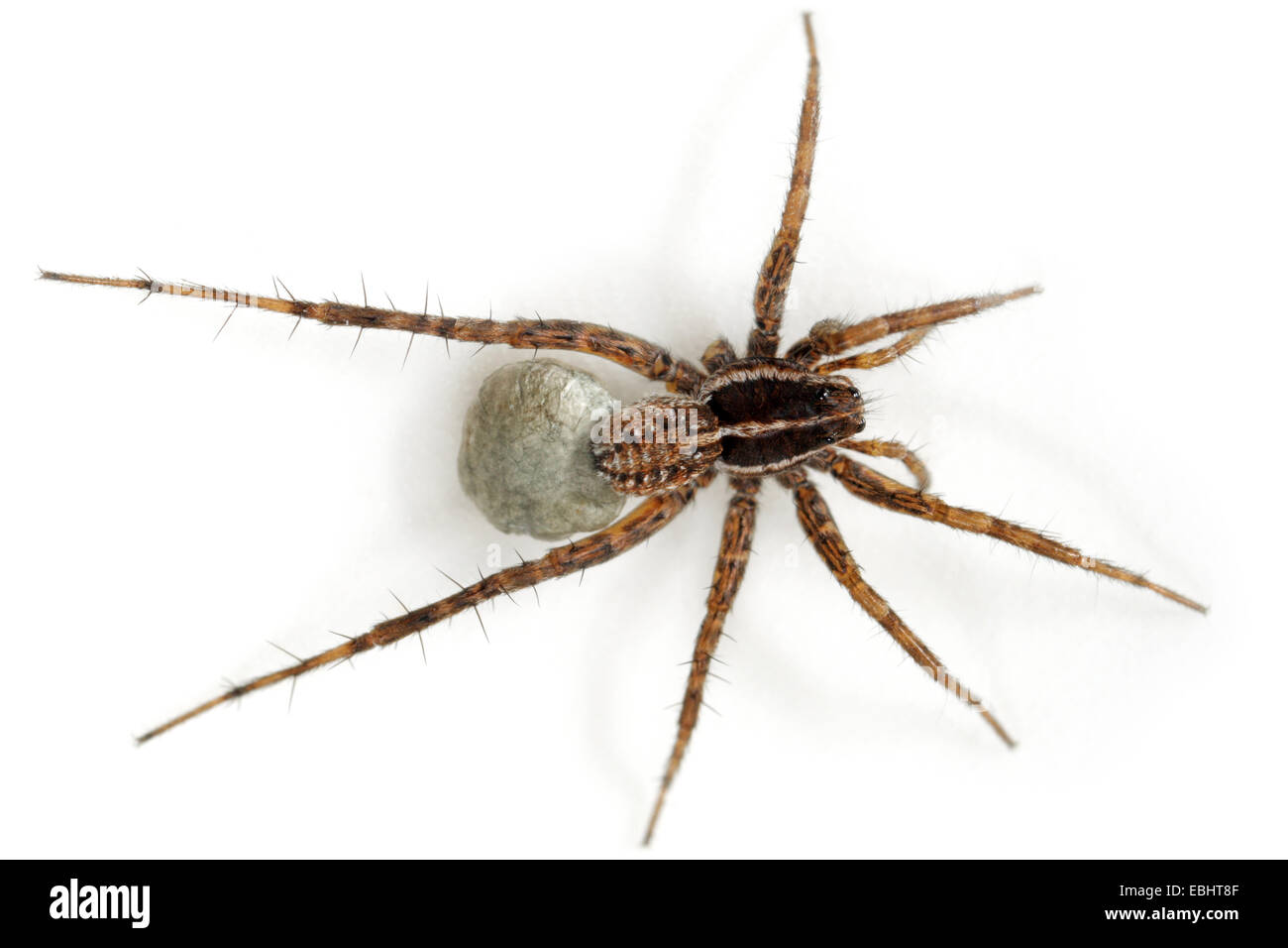 Female Pardosa palustris spider on white background. Family Lycosidae, Wolf spiders. The spider is carrying an egg sac under its spinners. Leg missing Stock Photo
