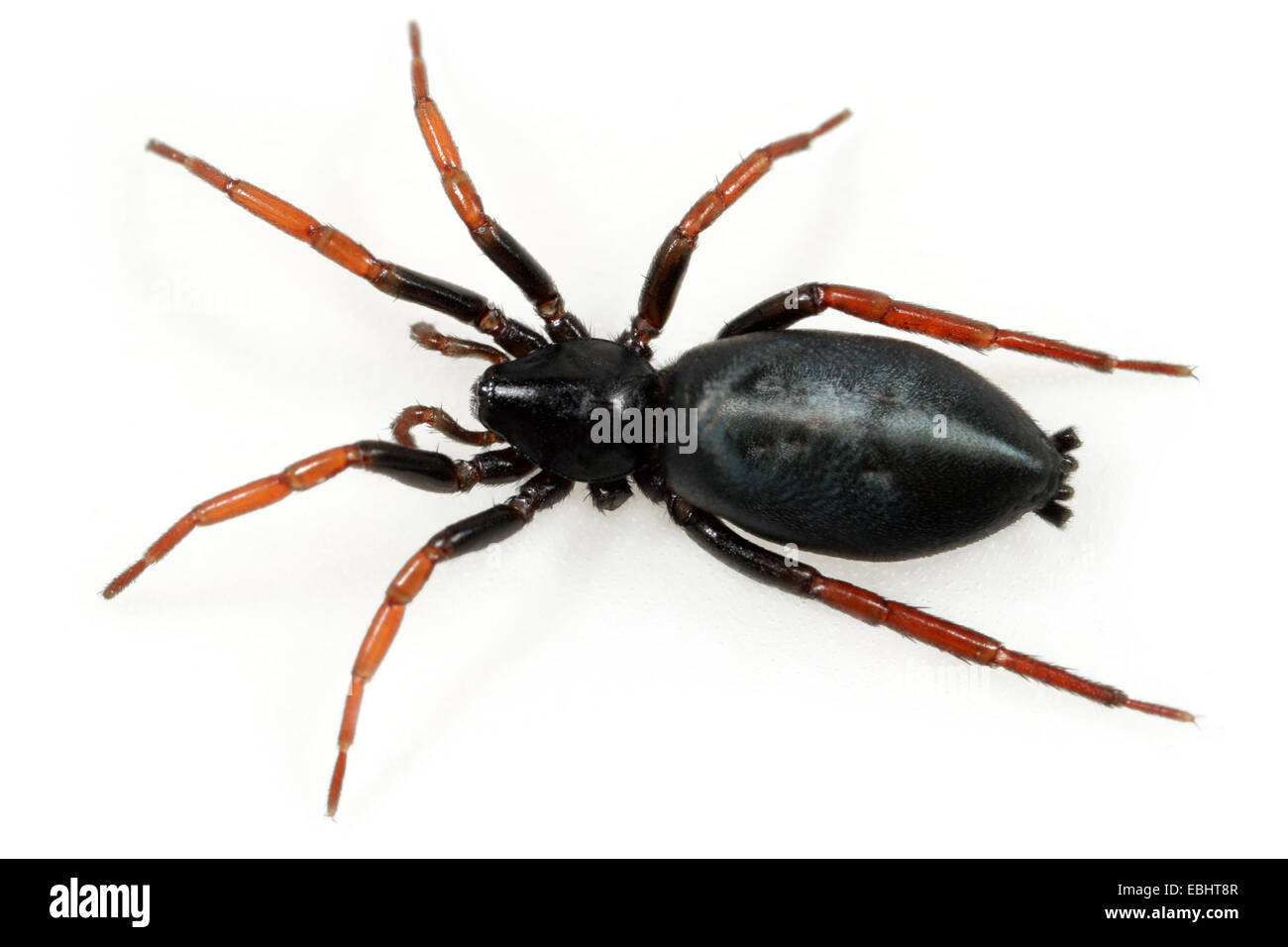 (Trachyzelotes pedestris) Female Trachyzelotes pedestris spider on white background. Family Gnaphosidae, Ground spiders. Stock Photo