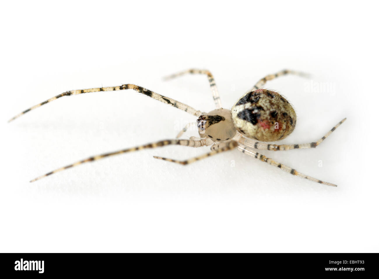 A female comb-footed spider (Keijia tincta) on a white background. Part of  Theridiidae family, are also called comb-footed spiders or cobweb weavers. Stock Photo