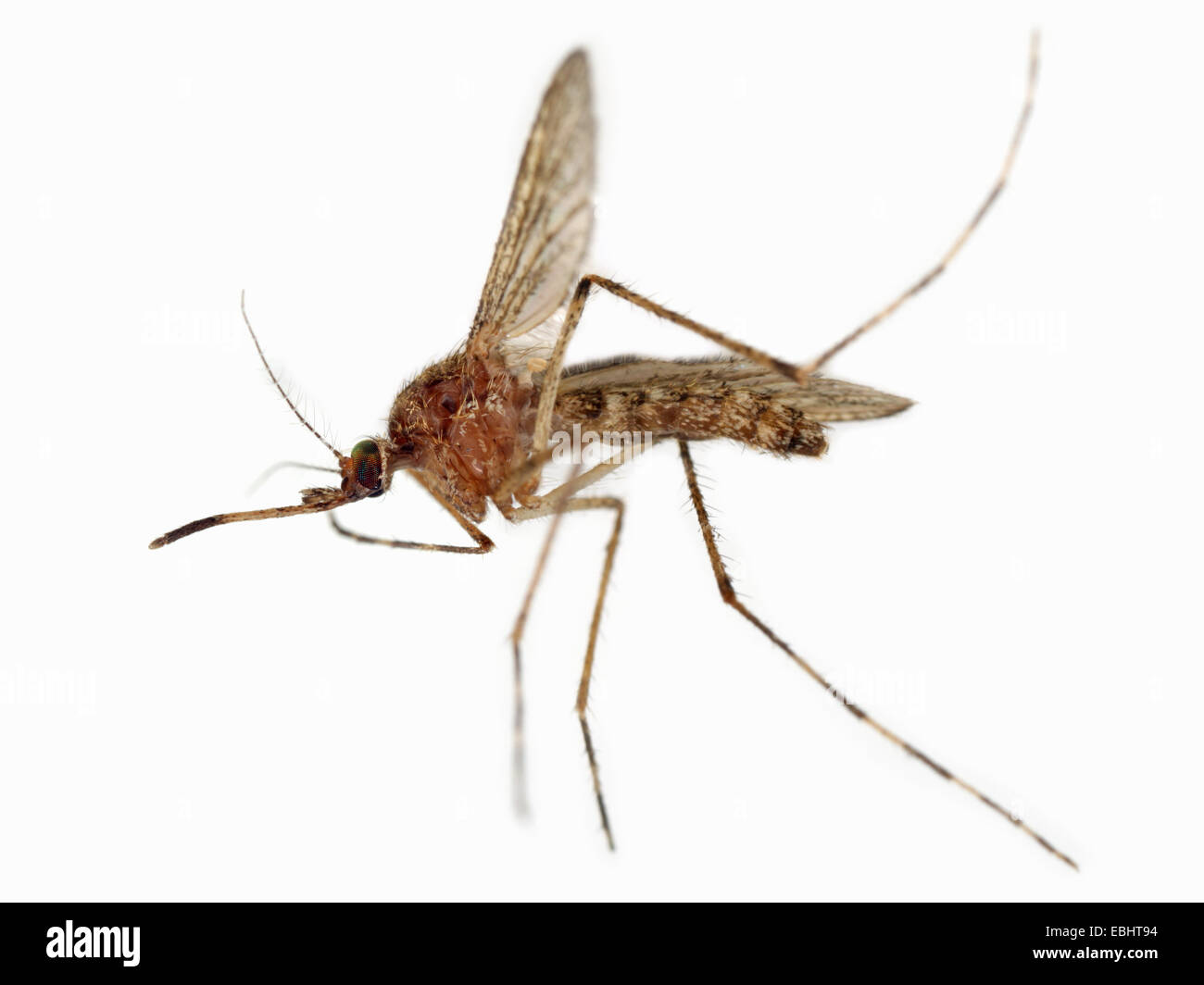 Mosquito, close-up on white background Stock Photo