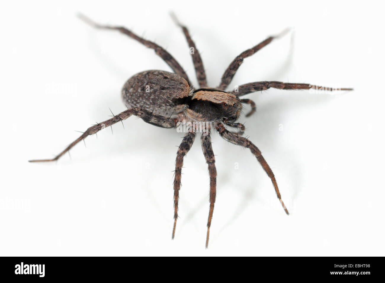 A female Burnt Wolf spider (Xerolycosa nemoralis) on a white background. Wolf spiders are part of the family Lycosidae. Stock Photo