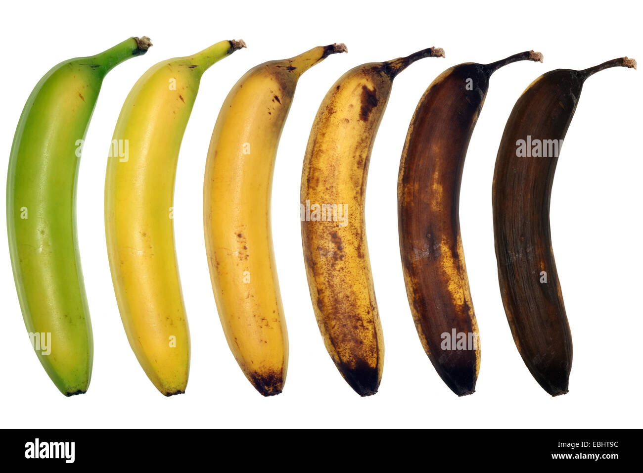 Ageing banana. Six photos of the same banana during a two week period